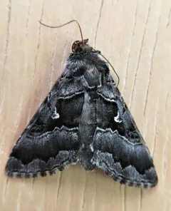 White Υ Mark Moth thumbnail 3