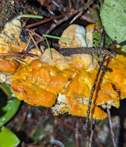 orange polypore mould