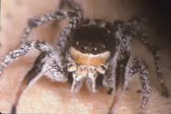 Habronattus tarsalis thumbnail 2