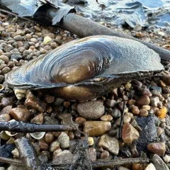 Fragile Papershell thumbnail 1