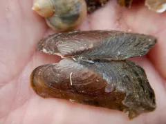 Western Ridged Mussel thumbnail 3