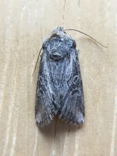 Lacinipolia longiclava thumbnail 3