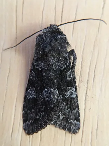 Platypolia loda