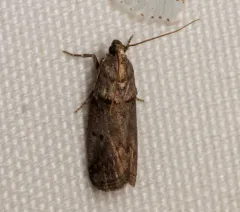 Hickory Shoot Borer Moth thumbnail 2