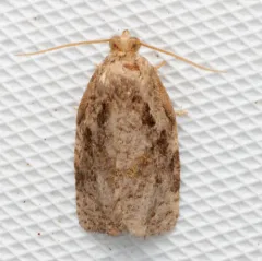 Gray Archips Moth thumbnail 2