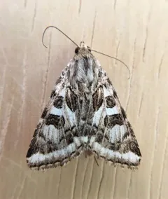 Spotted Clover Moth thumbnail 2