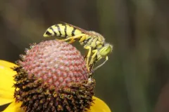 Glenostictia pictifrons thumbnail 2