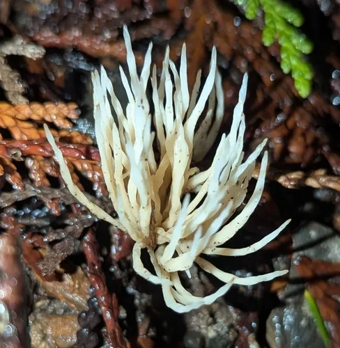 ashen coral