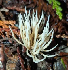 ashen coral thumbnail 1