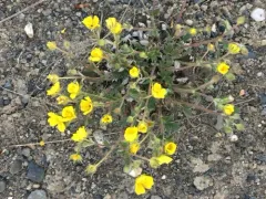 Jurtzev's Cinquefoil thumbnail 2