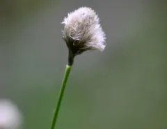short-anther cottongrass thumbnail 1