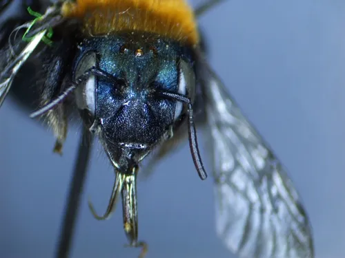 Osmia integra