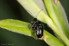 Black-headed Systena thumbnail 2