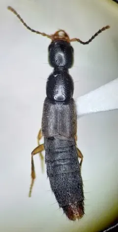 Erichsonius rosellus thumbnail 1