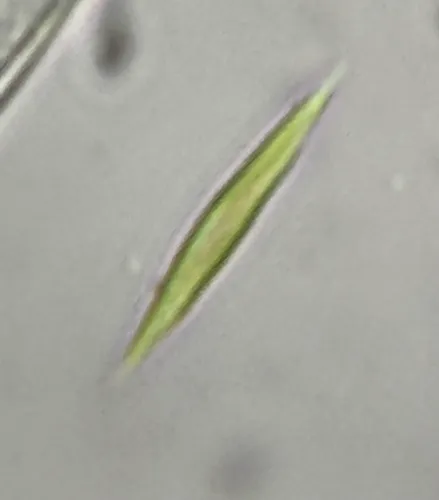 Monoraphidium tortile