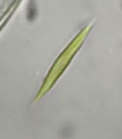 Monoraphidium tortile thumbnail 1