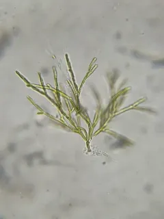 Microthamnion kuetzingianum thumbnail 2
