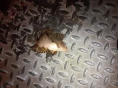 Crested Sculpin thumbnail 2
