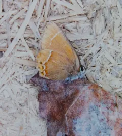 Johnson’s Hairstreak thumbnail 2