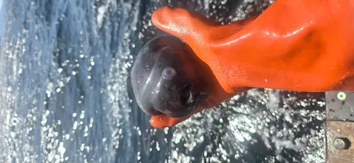 Smooth Lumpsucker