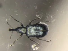 Temnocerus cyanellus thumbnail 1