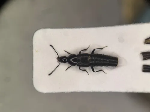 Stooping Rove Beetle