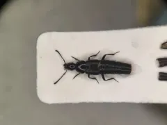 Stooping Rove Beetle thumbnail 1