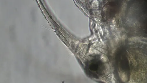 Eubosmina longispina