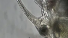 Eubosmina longispina thumbnail 1