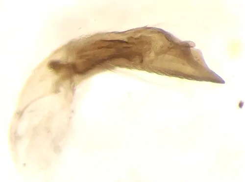 Neohaemonia nigricornis