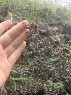 Coffee Fern thumbnail 4
