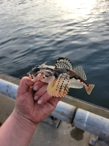 Armorhead Sculpin
