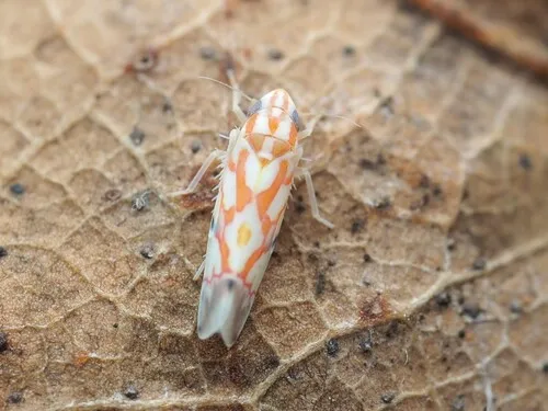 Erythroneura acuticephala