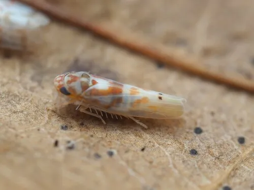 Eratoneura affinis