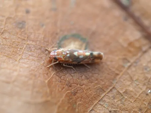 Erythroneura reflecta