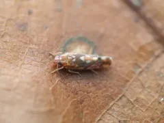 Erythroneura reflecta thumbnail 1
