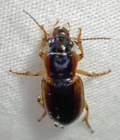 Anisodactylus discoideus thumbnail 3