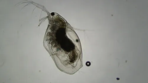 Ophryoxus gracilis