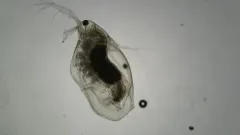 Ophryoxus gracilis thumbnail 1