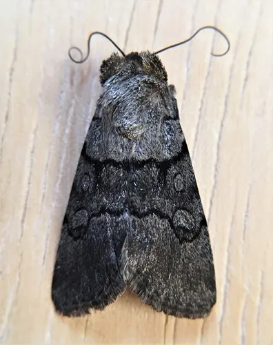 Sympistis columbia