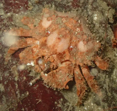Brown Box Crab