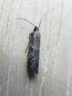 Reddish Ephestiodes Moth thumbnail 2