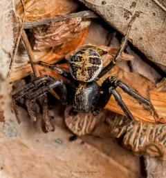 elegant crab spider thumbnail 2