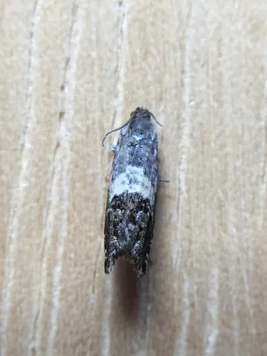 Cydia prosperana