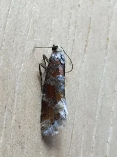 Western Pine Shoot Borer Moth thumbnail 4