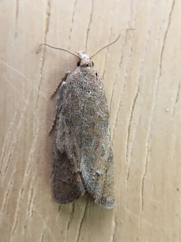 Pelochrista irroratana