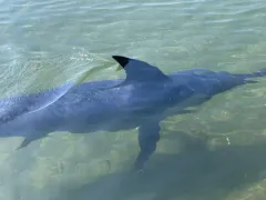 Broadbill Swordfish thumbnail 3