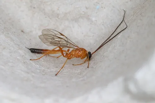 Cidaphus paniscoides