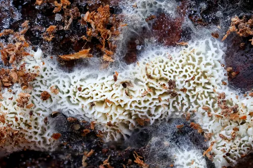 Anomoloma myceliosum