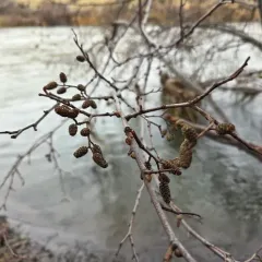 white alder thumbnail 4